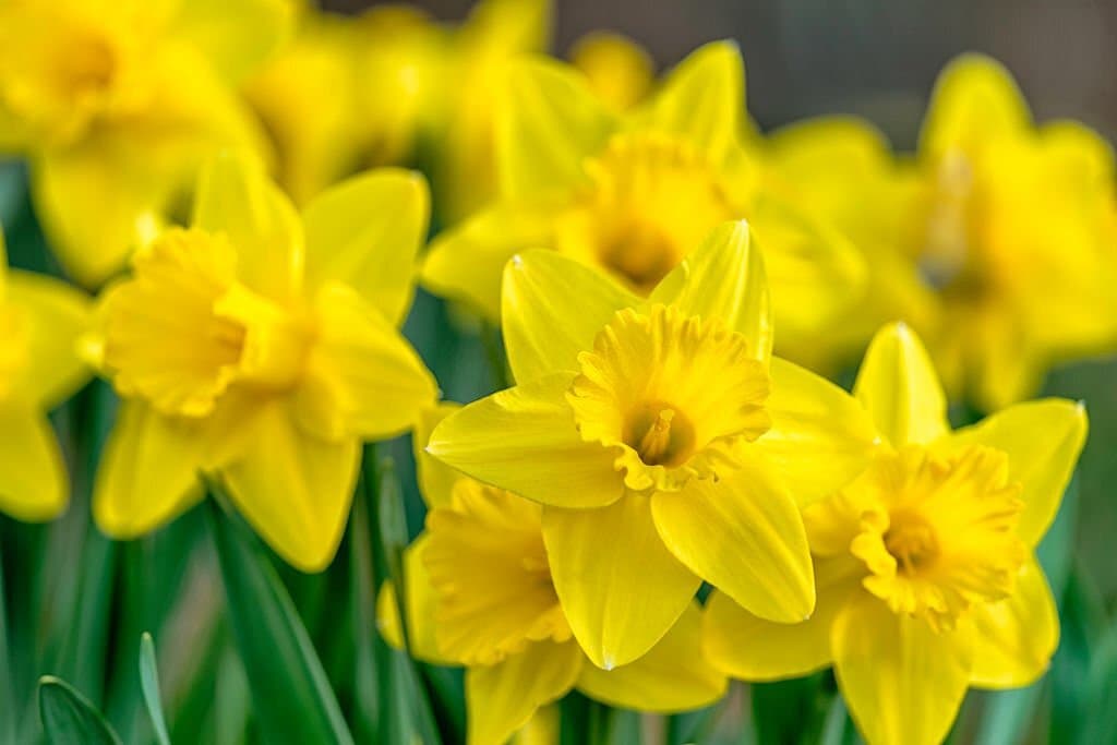 6 daffodils look like tulips