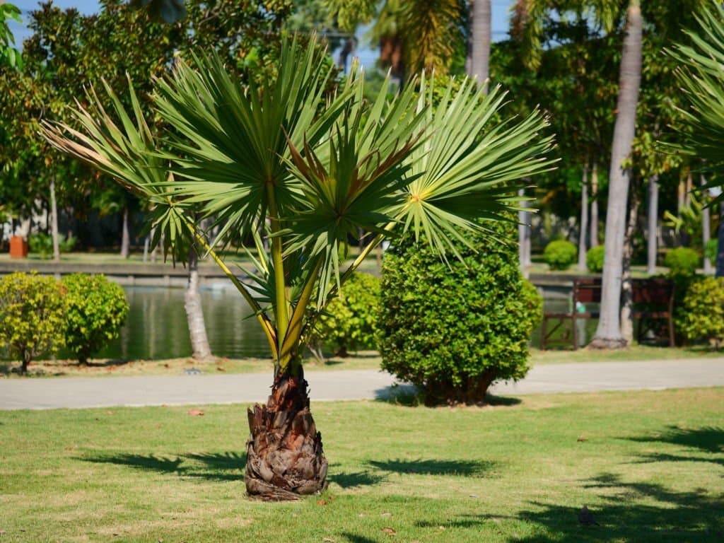 6 types of palm trees in arizona humiliss chamaerops