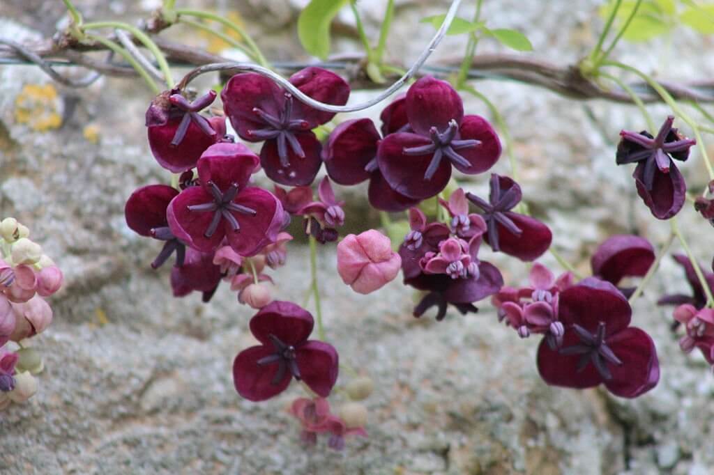 6 vines with purple flowers chocolate vine