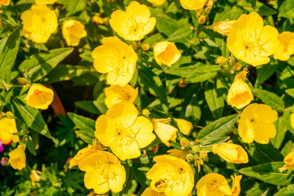 6 weeds with yellow flowers evening primrose