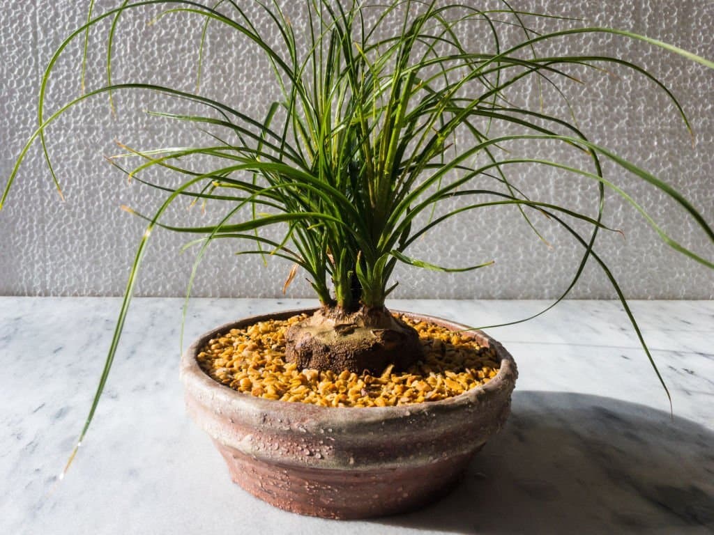 7 beaucarnea recurvata plant look like palm trees