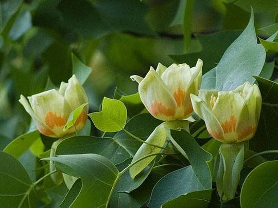 7 liriodendron tulipifera fastigiatum look like tulips