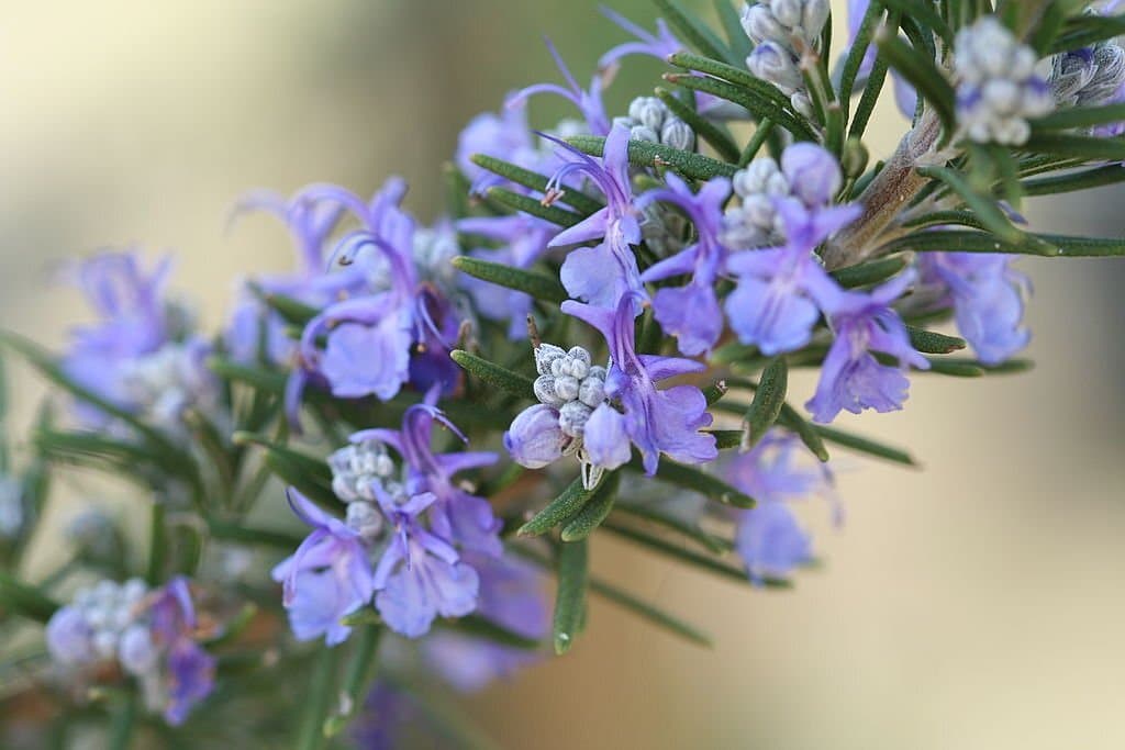 7 plants that look like lavender rosemary
