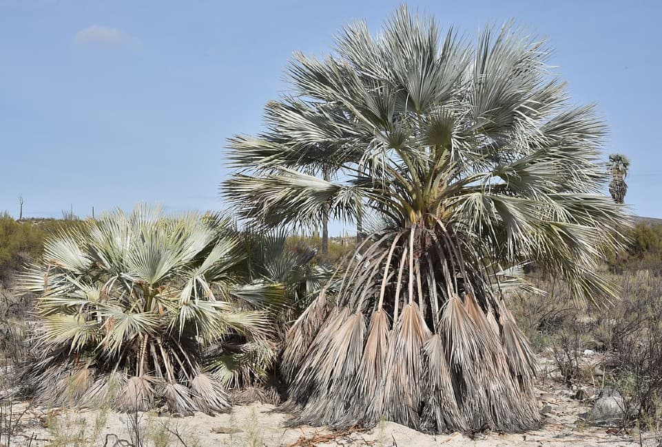 7 types of palm trees in texas brahea armata