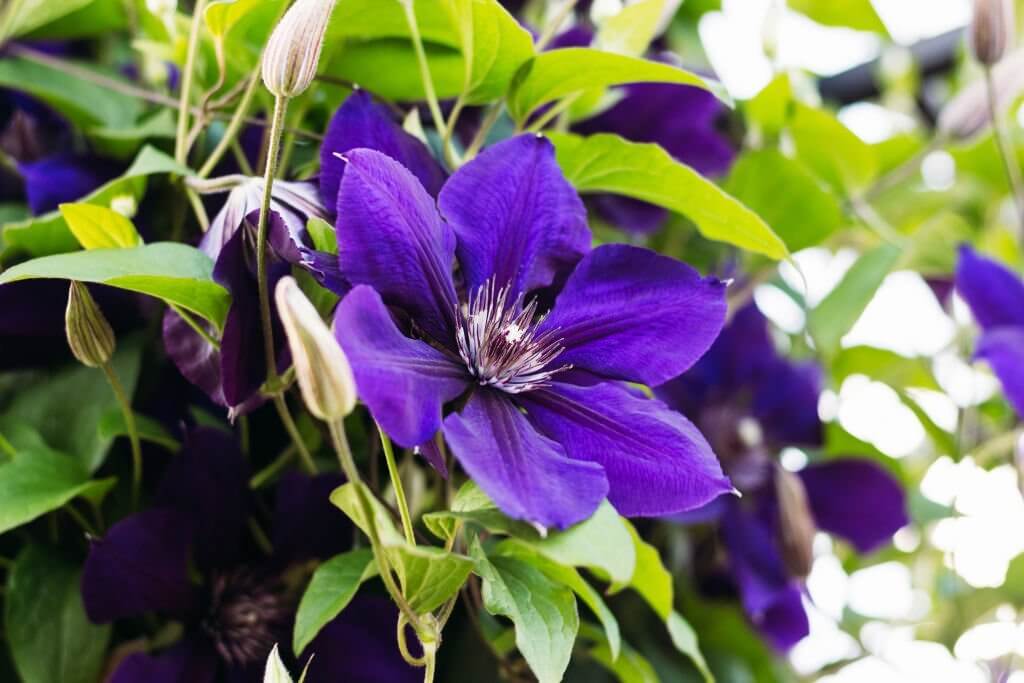 7 vines with purple flowers clematis