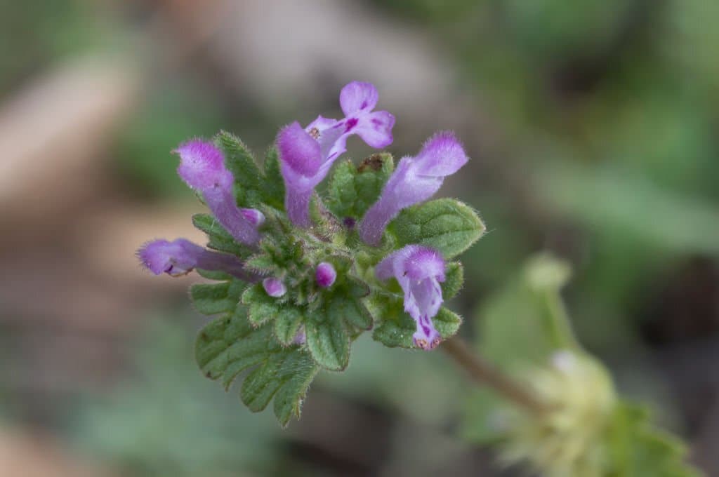 7 weeds with purple flowers henbit