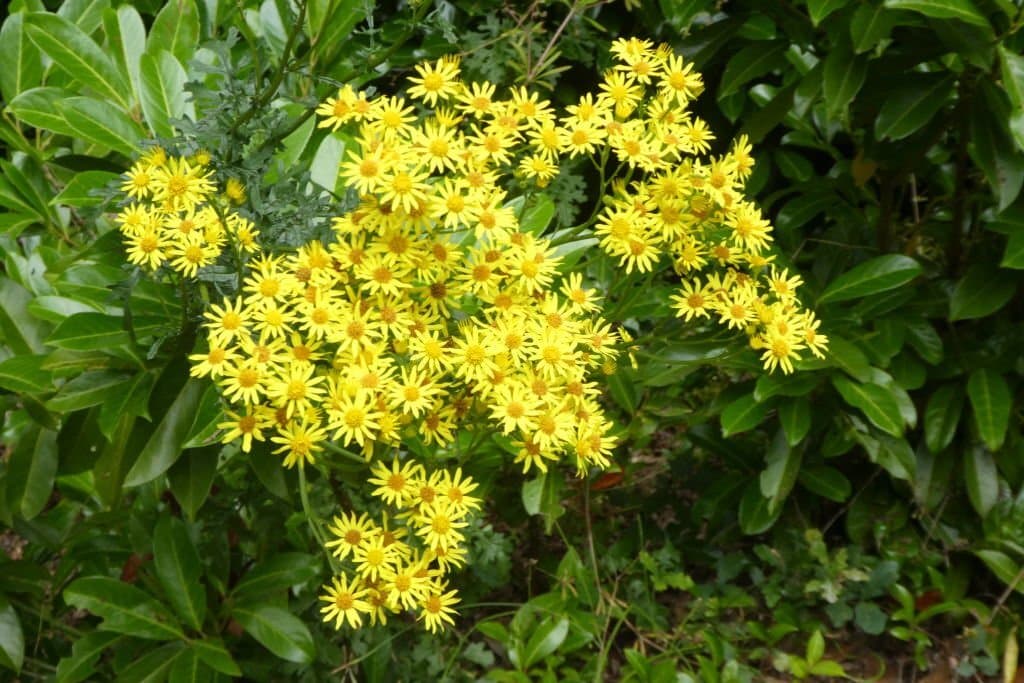 7 weeds with yellow flowers senecon vulgaris