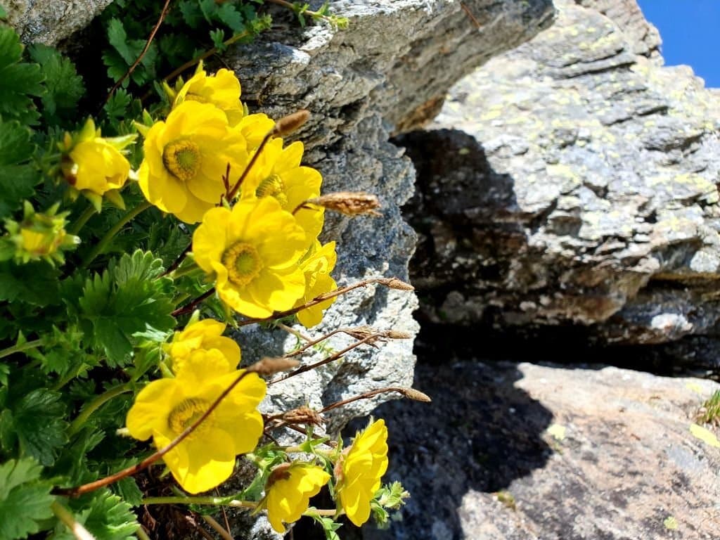 8 alpine poppy