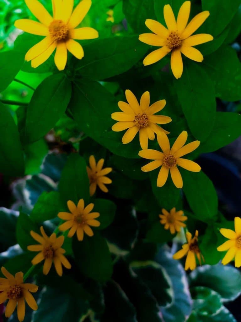 8 butter daisy look like daisies