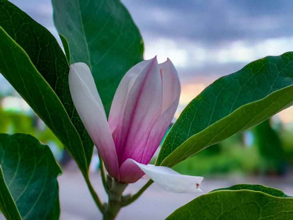 8 magnolia soulangeana look like tulips