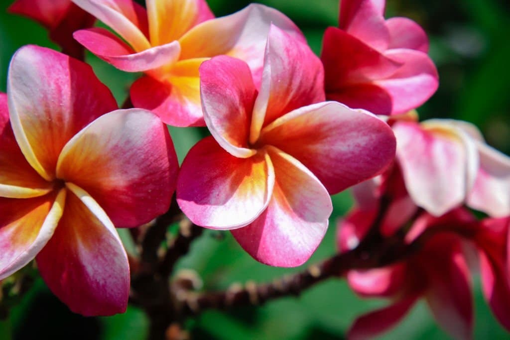 8 mexican flowers frangipani
