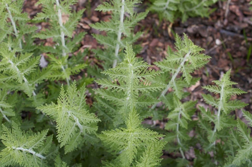 8 perovskia atriplicifolia look like rosemary
