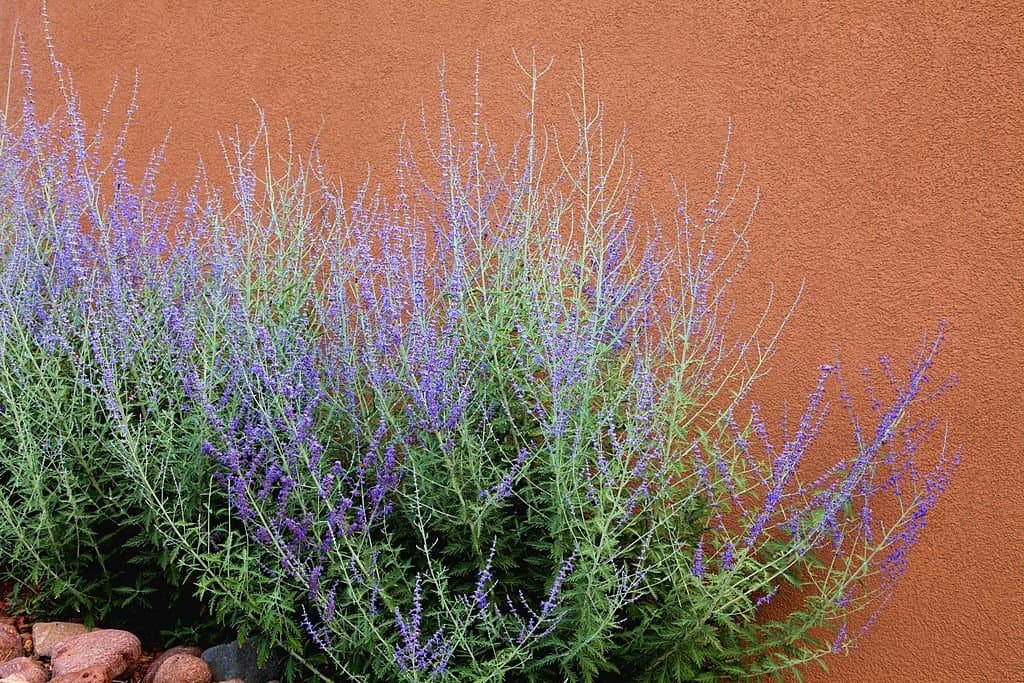 8 plants that look like lavender russian sage
