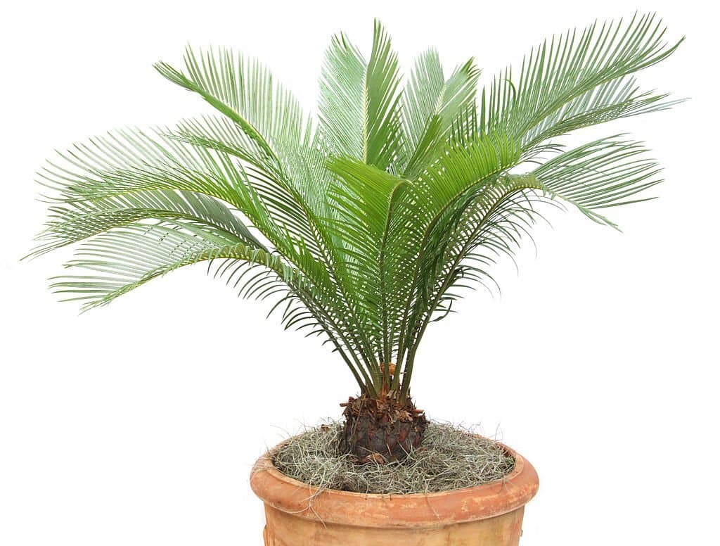 8 sago palm plant look like palm trees