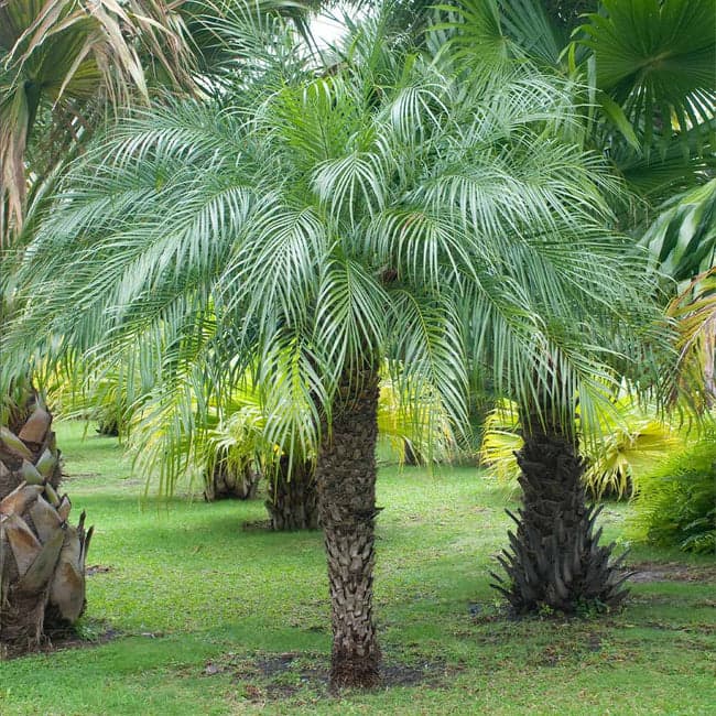 8 types of palm trees in arizona pygmy date palm tree