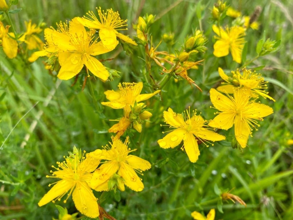 8 weeds with yellow flowers st johns wort
