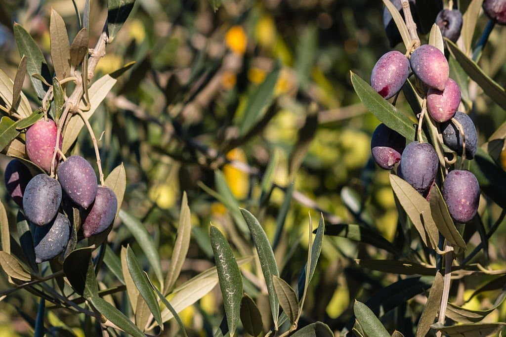 9 kalamata olive trees