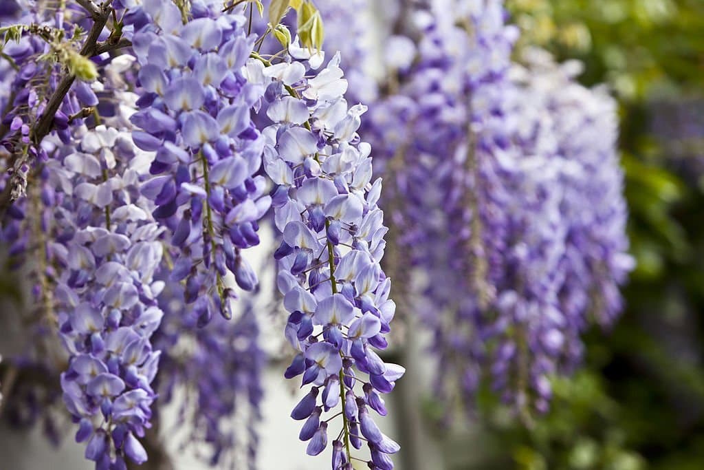 9 plants that look like lavender wisteria