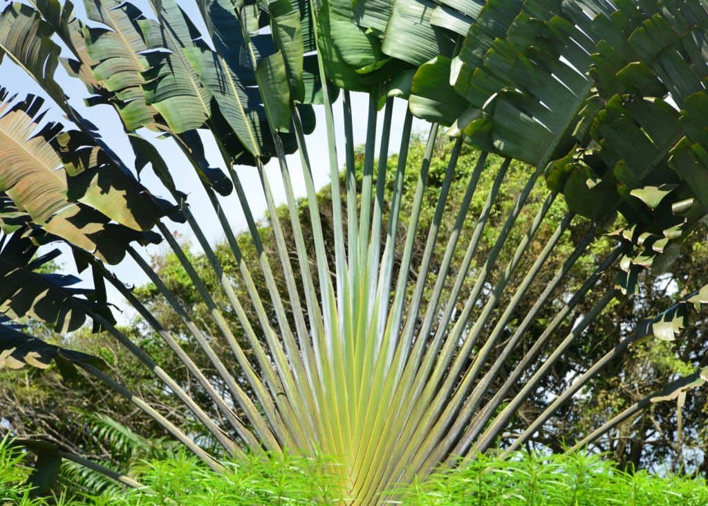 9 travellers palm ravenala madagascariensis plant look like palm trees