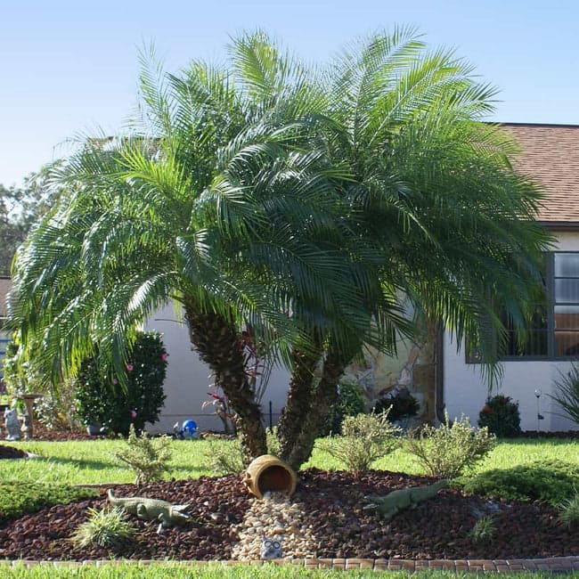9 types of palm trees in texas pygmy date palm tree