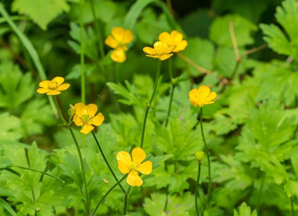9 weeds with yellow flowers creeping buttercup
