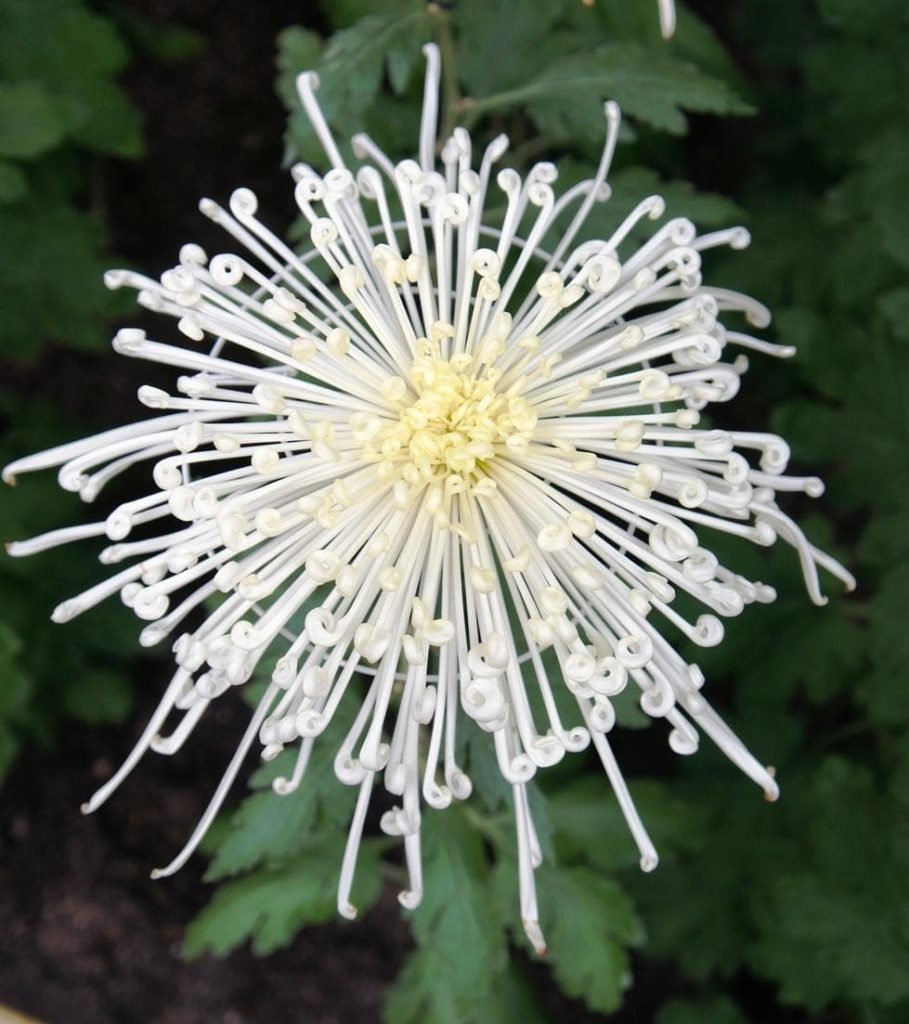 Chrysanthemum Chesapeake