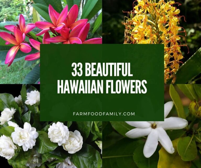 33 Beautiful Hawaiian Flowers: A Guide to the Best Blooms in the Islands