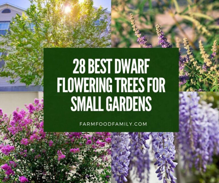 28 Best Dwarf Flowering Trees for Small Gardens (With Pictures)