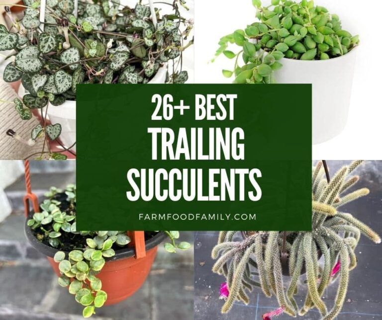 26 Best Trailing and Hanging Succulents for Your Garden (With Pictures)