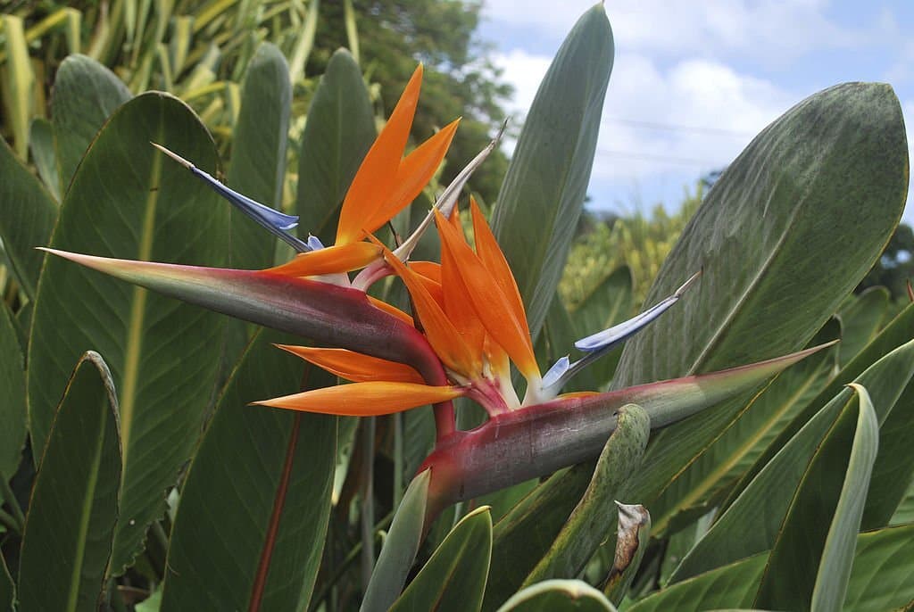 bird of paradise flower in hawaii