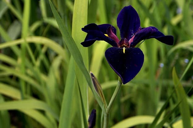 black gamecock iris