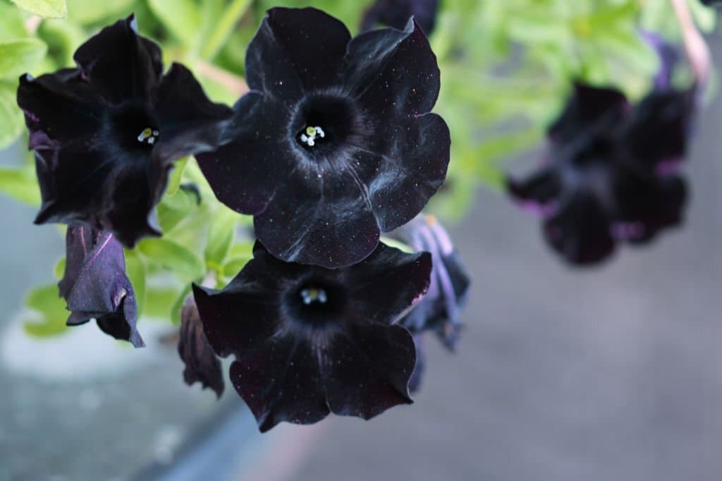 black petunia flowers