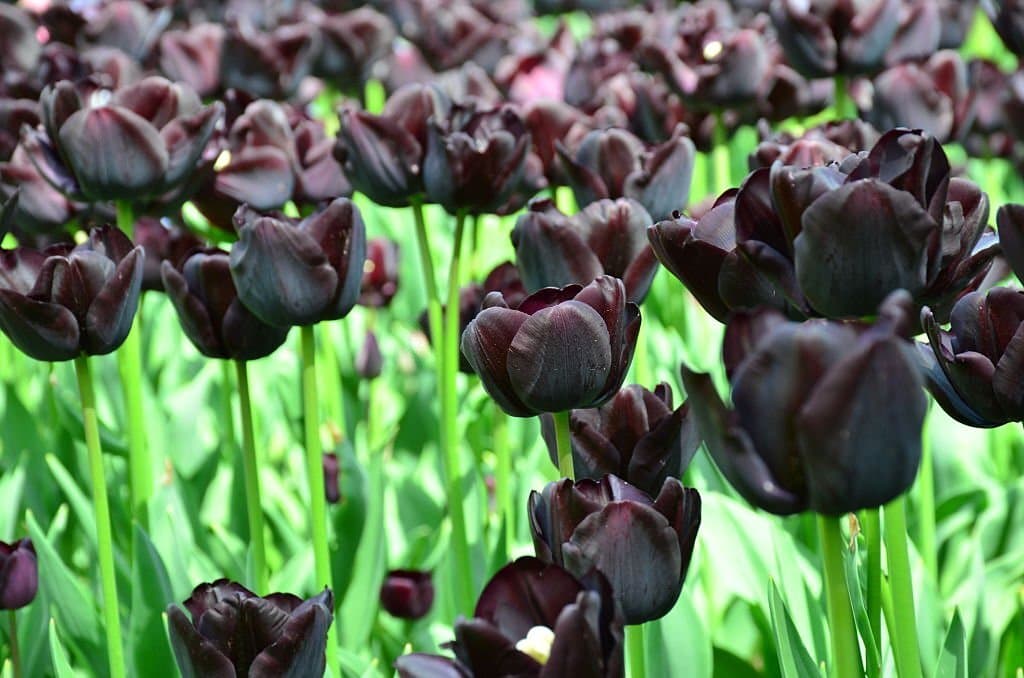 black tulips queen of the night
