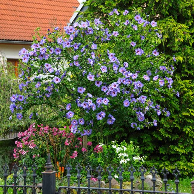blue satin hibiscus tree
