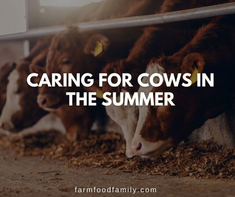 Caring for Cows in the Summer