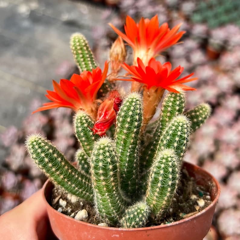 echinopsis chamaecereus peanut cactus