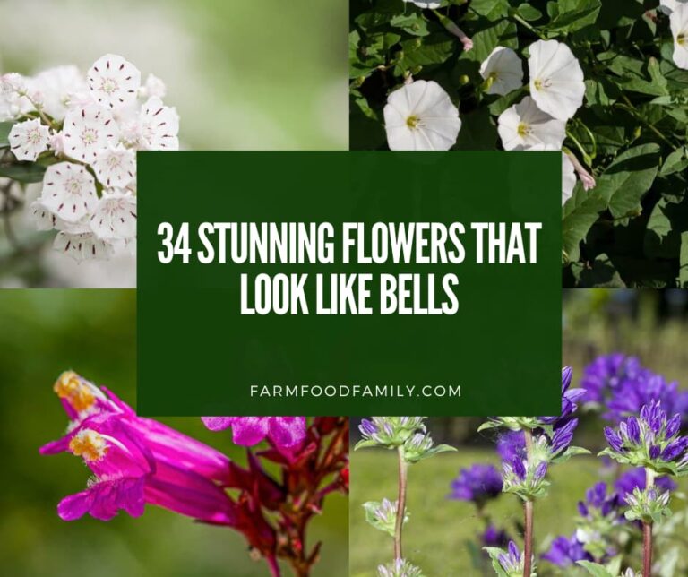 Bell-Shaped Flowers: 34 Stunning Flowers That Look Like Bells (Photos)