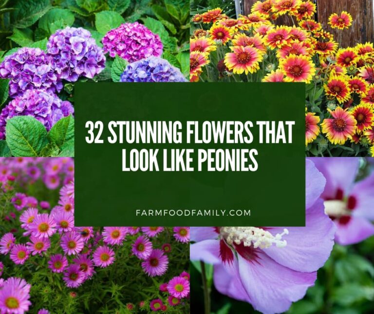 32 Stunning Flowers That Look Like Peonies (With Pictures)