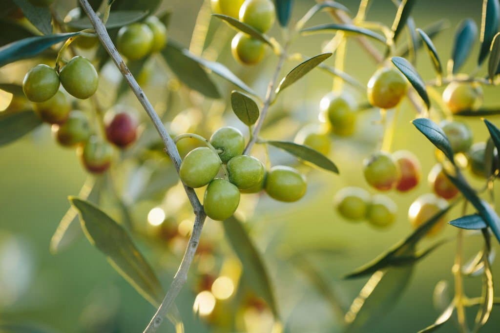 growing olive trees