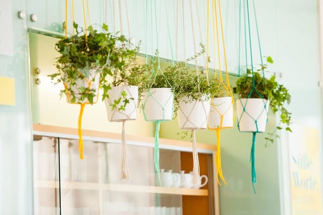 hanging plants for window