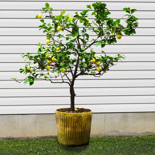 harvey lemon tree