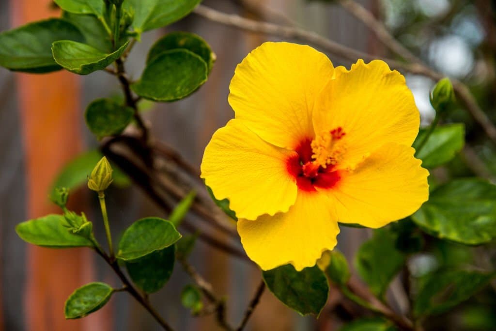hawaiian hibiscus
