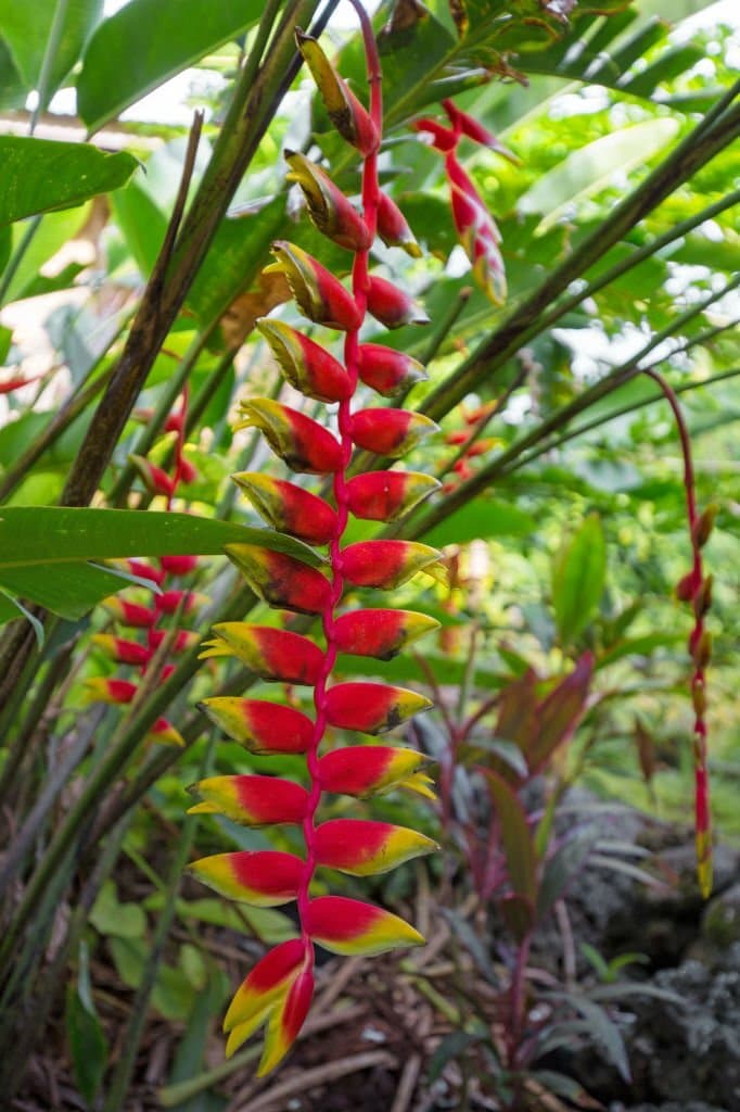 heliconia rostrata lobster claw
