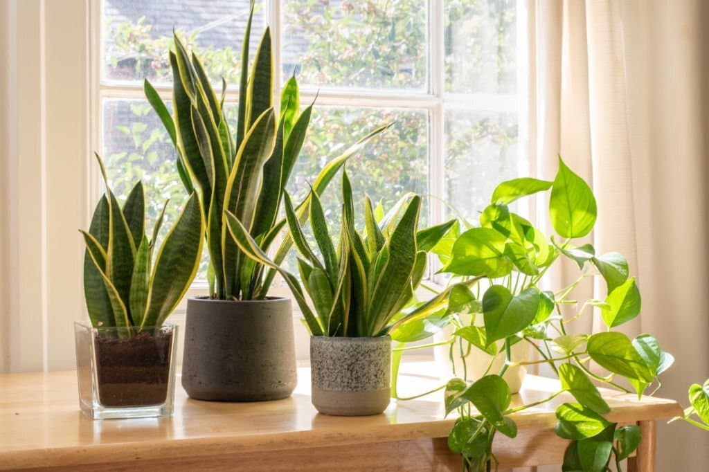 houseplants improve air