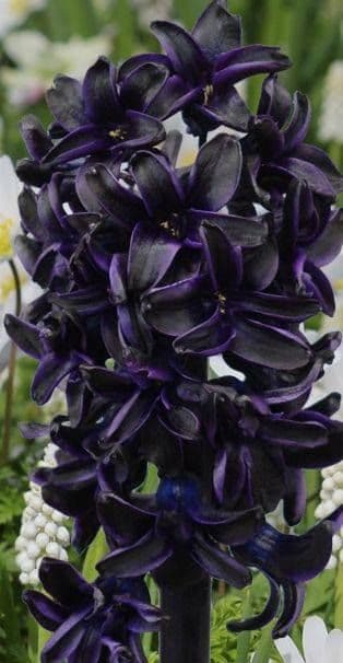 hyacinth dark dimension