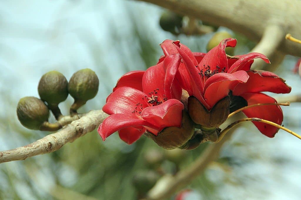 red silk cotton tree