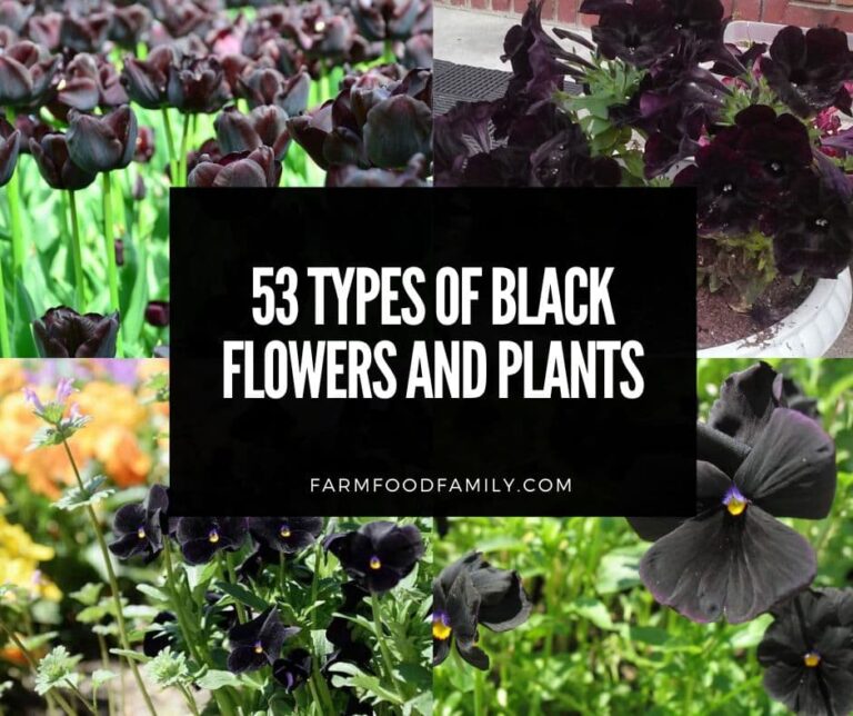 53 Types of Black Flowers and Plants: A Guide to the Most Stunning Blooms