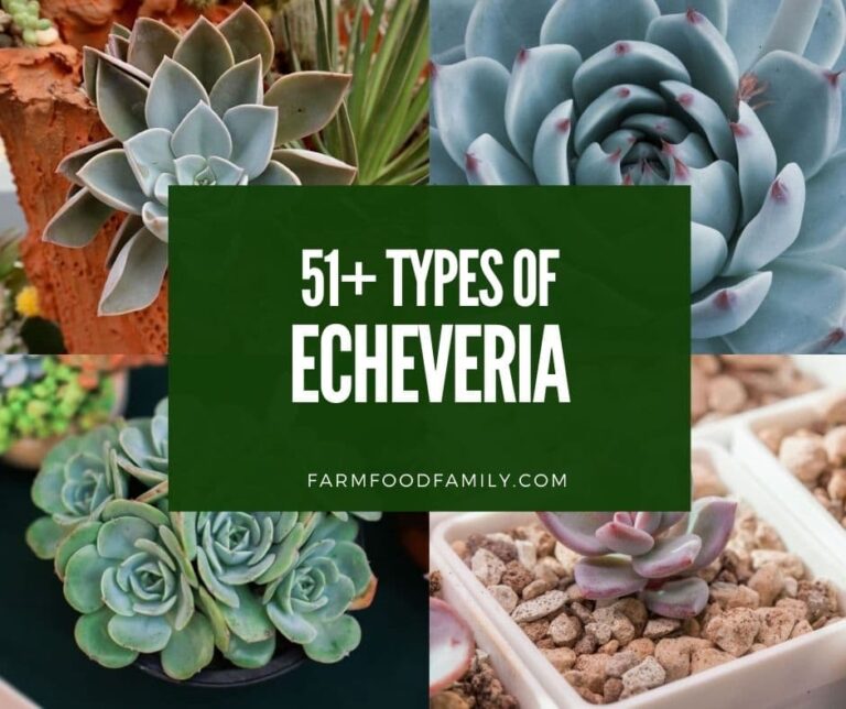51+ Types of Echeveria: Gorgeous Succulents for Your Garden (With Pictures)