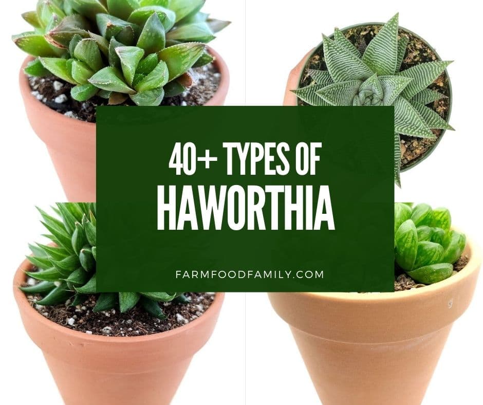 Haworthia cv ‘Splendid’ Details about   Succulent Offset 