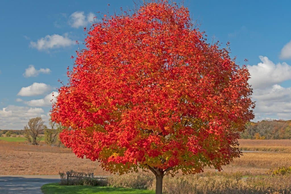 6 red maple tree